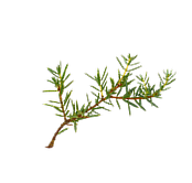 Procera Foliage