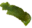 Boatanical 1 Image